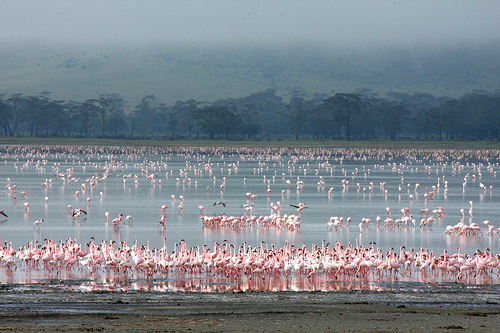 Lake Magadi